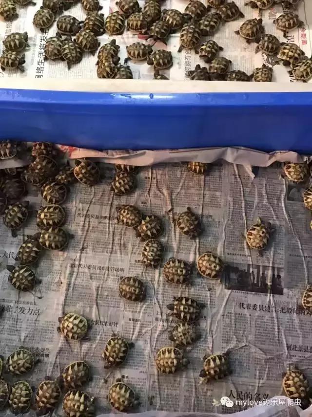 赫曼什么时候繁殖,赫曼繁殖方法