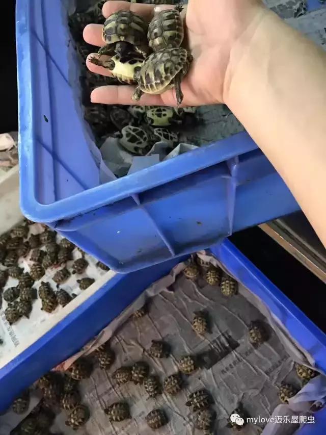 赫曼什么时候繁殖,赫曼繁殖方法