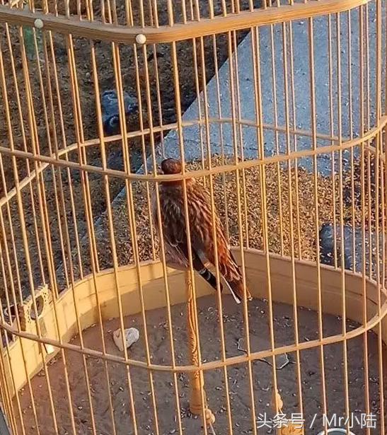 百灵鸟换羽期间能够喂鸡蛋吗,百灵鸟过冬注意什么