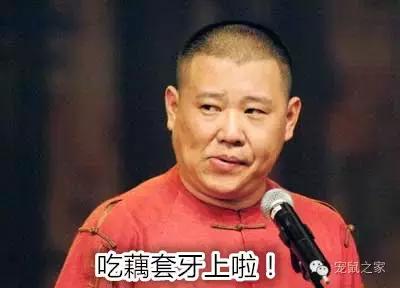 写给猪猪小情书,盘点猪猪最好听的歌