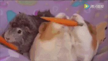 写给猪猪小情书,盘点猪猪最好听的歌