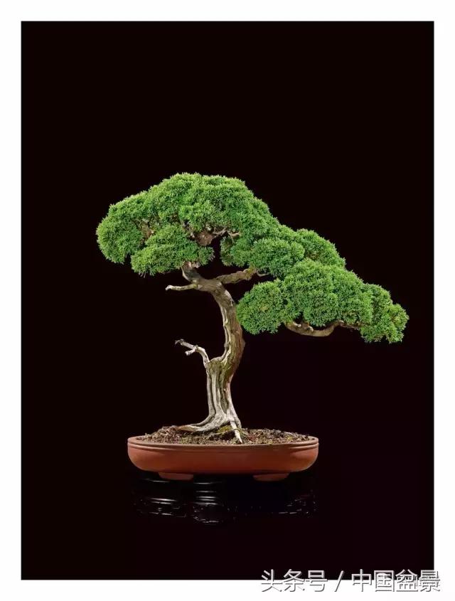 全国盆景拍卖前十 (盆景拍卖专场)