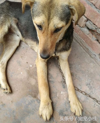 狗狗被蛇咬伤打什么针,狗狗被毒蛇咬伤