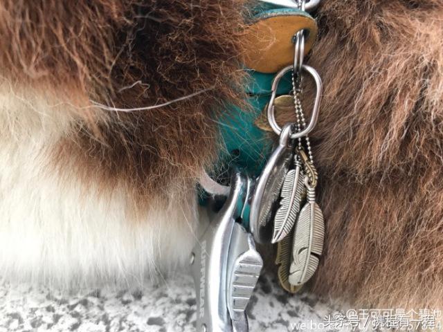 王思聪能够带狗上飞机吗 (王思聪飞机能够带狗吗)