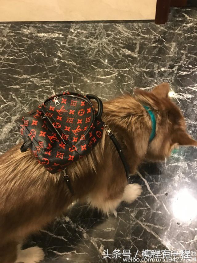 王思聪能够带狗上飞机吗 (王思聪飞机能够带狗吗)