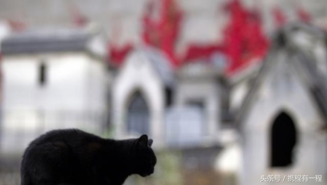 王思聪能够带狗上飞机吗 (王思聪飞机能够带狗吗)