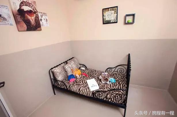 王思聪能够带狗上飞机吗 (王思聪飞机能够带狗吗)