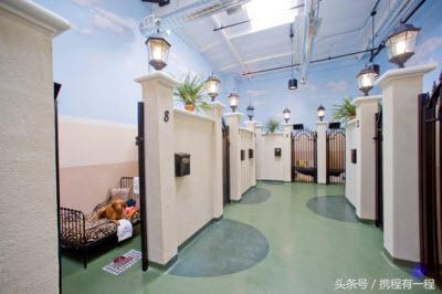 王思聪能够带狗上飞机吗 (王思聪飞机能够带狗吗)