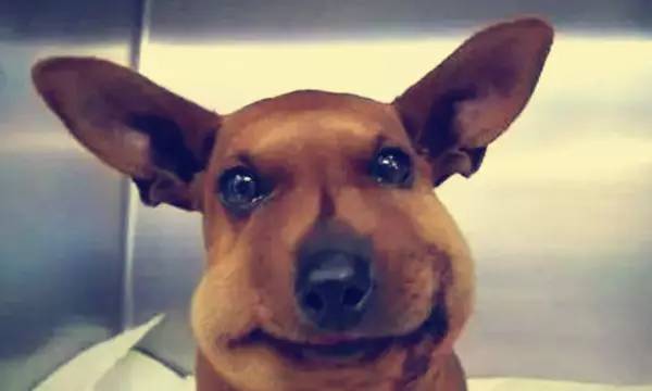 狗狗被蜂蛰了全身会肿吗,狗被蜜蜂蛰要去医院吗