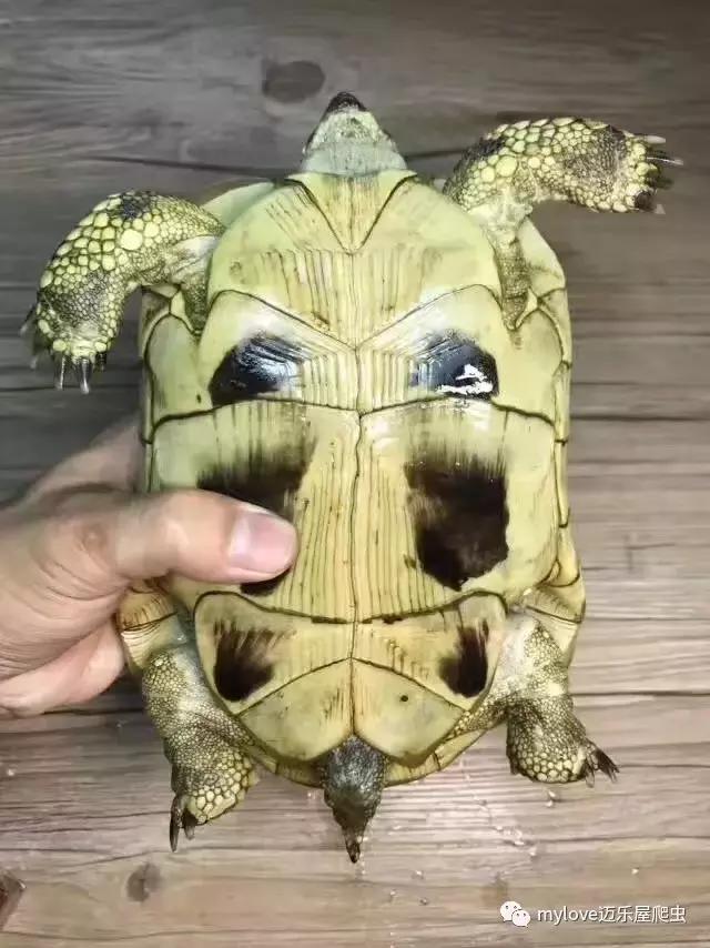 赫曼什么时候繁殖,赫曼繁殖方法