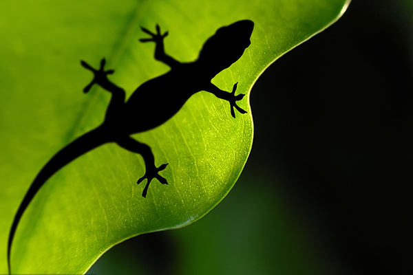 这个动物的尾巴补气之功可与人参媲美，还能够益肾精！