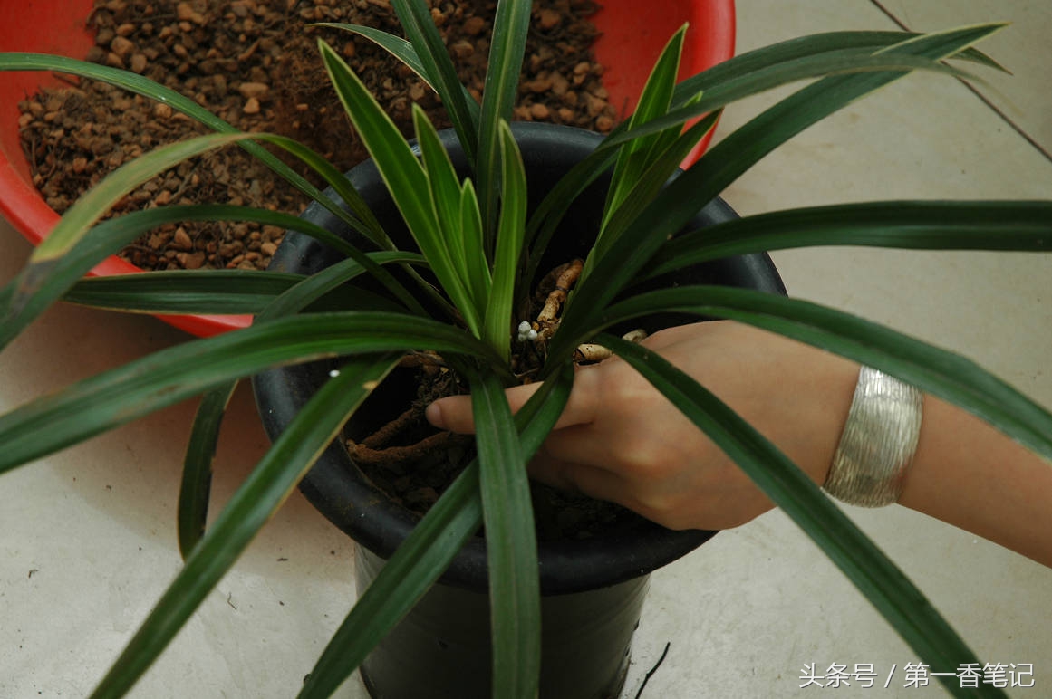颗粒植料上盆养兰视频,滇西养兰人讲兰花上盆