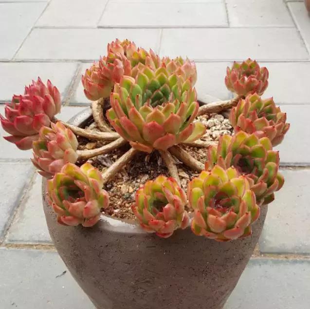 多肉老桩只剩下杆子了能养活吗,十年以上的多肉老桩有哪些