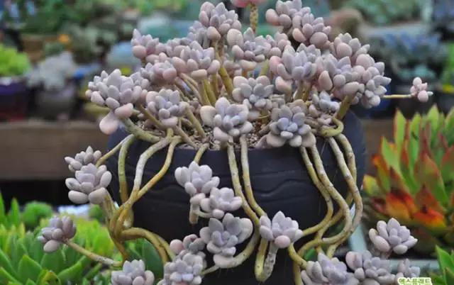 多肉老桩只剩下杆子了能养活吗,十年以上的多肉老桩有哪些