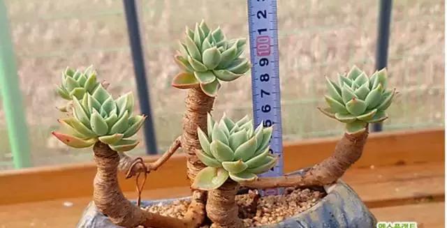多肉老桩只剩下杆子了能养活吗,十年以上的多肉老桩有哪些