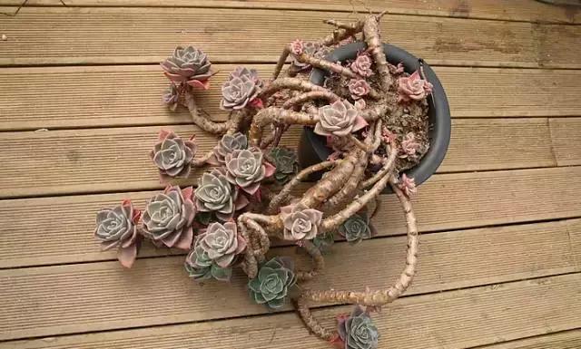 多肉老桩只剩下杆子了能养活吗,十年以上的多肉老桩有哪些