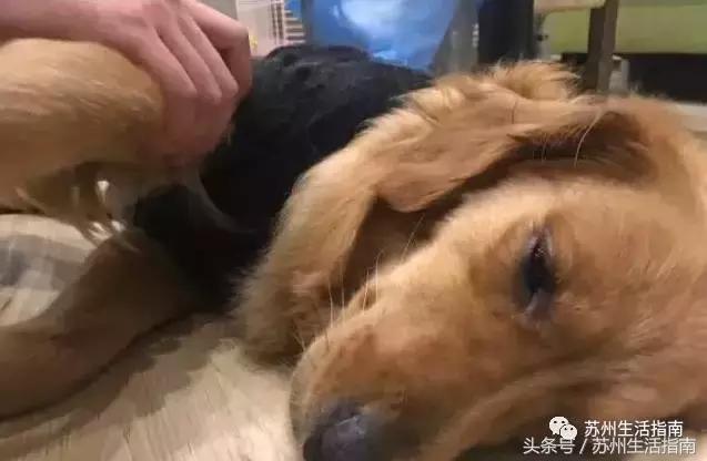 撸猫撸狗好去处苏州,苏州能够撸猫的园