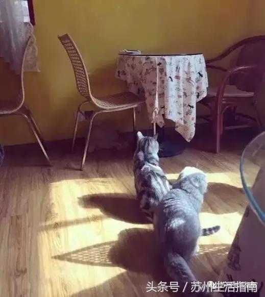 撸猫撸狗好去处苏州,苏州能够撸猫的园