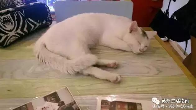 撸猫撸狗好去处苏州,苏州能够撸猫的园