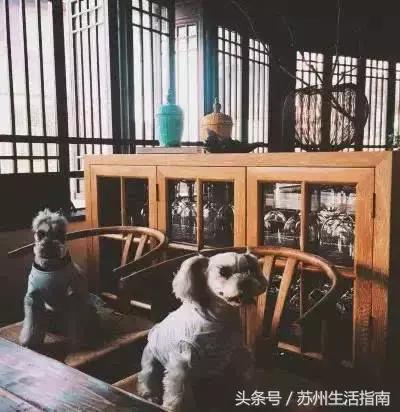 撸猫撸狗好去处苏州,苏州能够撸猫的园