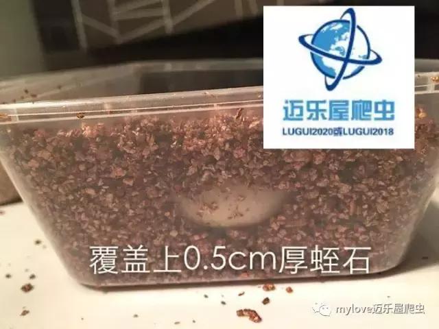 赫曼什么时候繁殖,赫曼繁殖方法