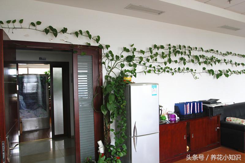 冬季水培绿萝叶黄有点烂根咋办,绿萝过冬后叶黄黑斑解救小妙招