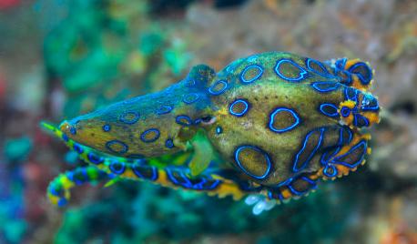 “有头脑”的物种引起科学家的不安，夏季海边度假请小心这种生物！