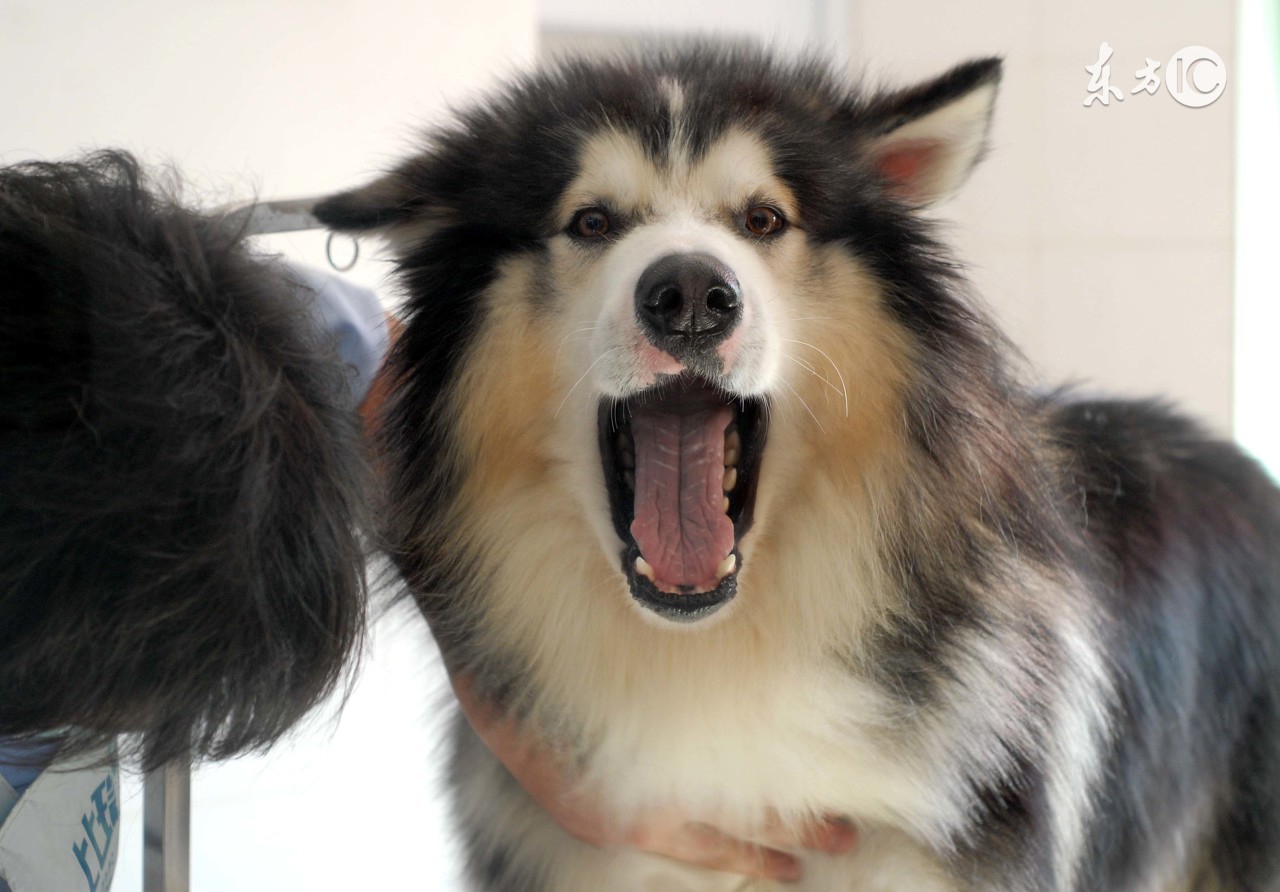 82年出生的属狗人晚年会幸福吗,82年属狗哪个月命最好