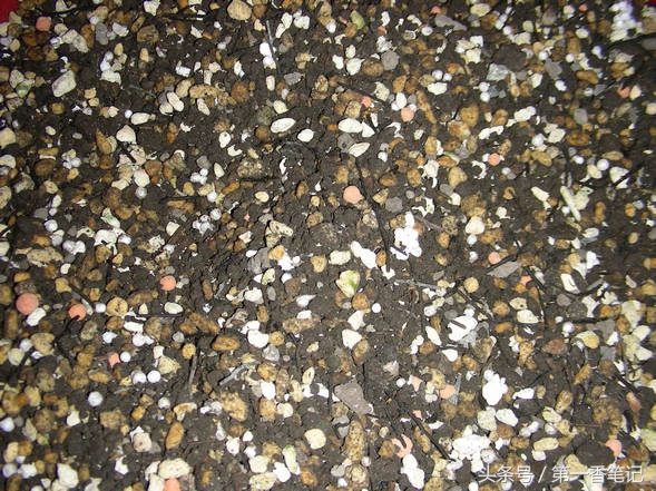 颗粒植料上盆养兰视频,滇西养兰人讲兰花上盆