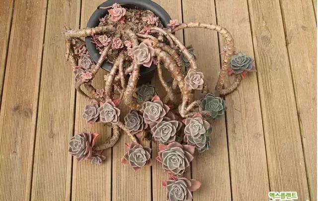 多肉老桩只剩下杆子了能养活吗,十年以上的多肉老桩有哪些