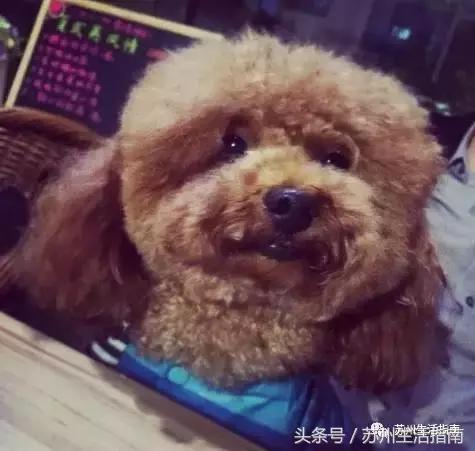 撸猫撸狗好去处苏州,苏州能够撸猫的园