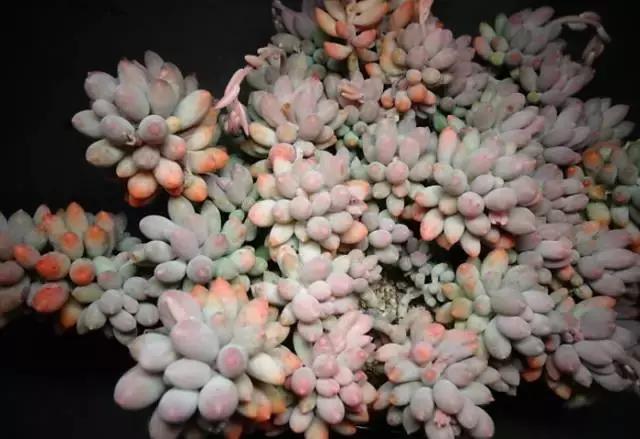 多肉老桩只剩下杆子了能养活吗,十年以上的多肉老桩有哪些