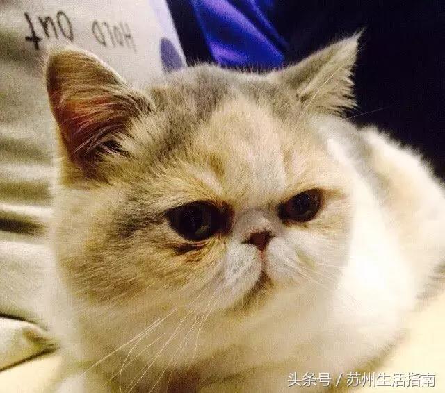 撸猫撸狗好去处苏州,苏州能够撸猫的园