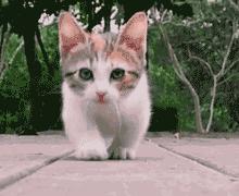 撸猫撸狗好去处苏州,苏州能够撸猫的园