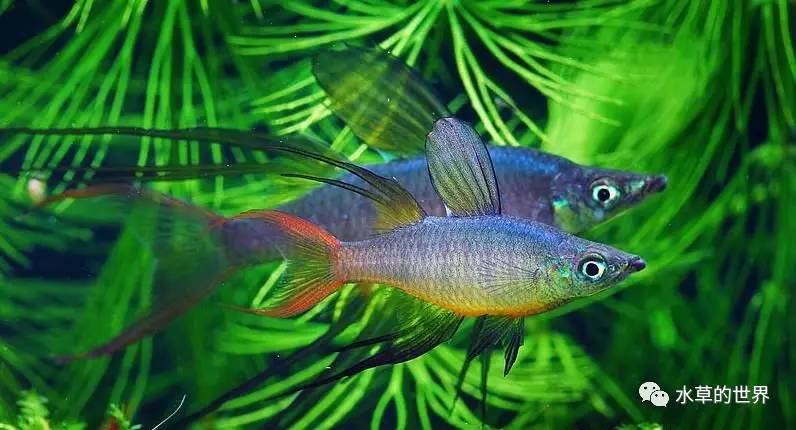 草缸最合适的灯科鱼,观赏草缸小鱼品种介绍