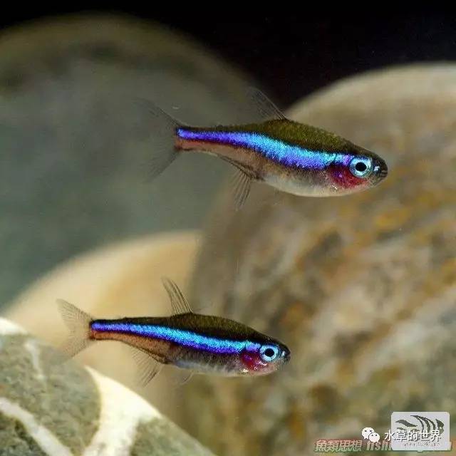 草缸最合适的灯科鱼,观赏草缸小鱼品种介绍