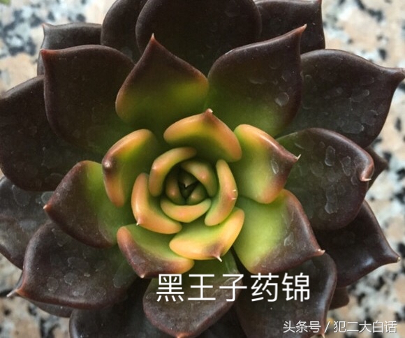 解密！识破药锦！如此简单！犯二多肉养成计划第十篇！