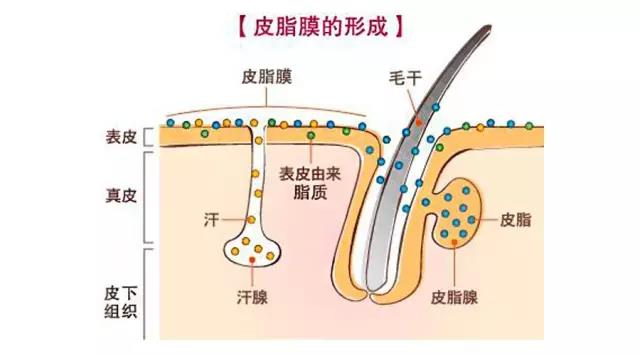 想要补水保湿怎么选,深层补水有什么功能和功效