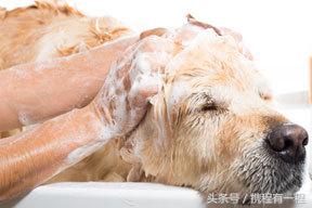 王思聪能够带狗上飞机吗 (王思聪飞机能够带狗吗)