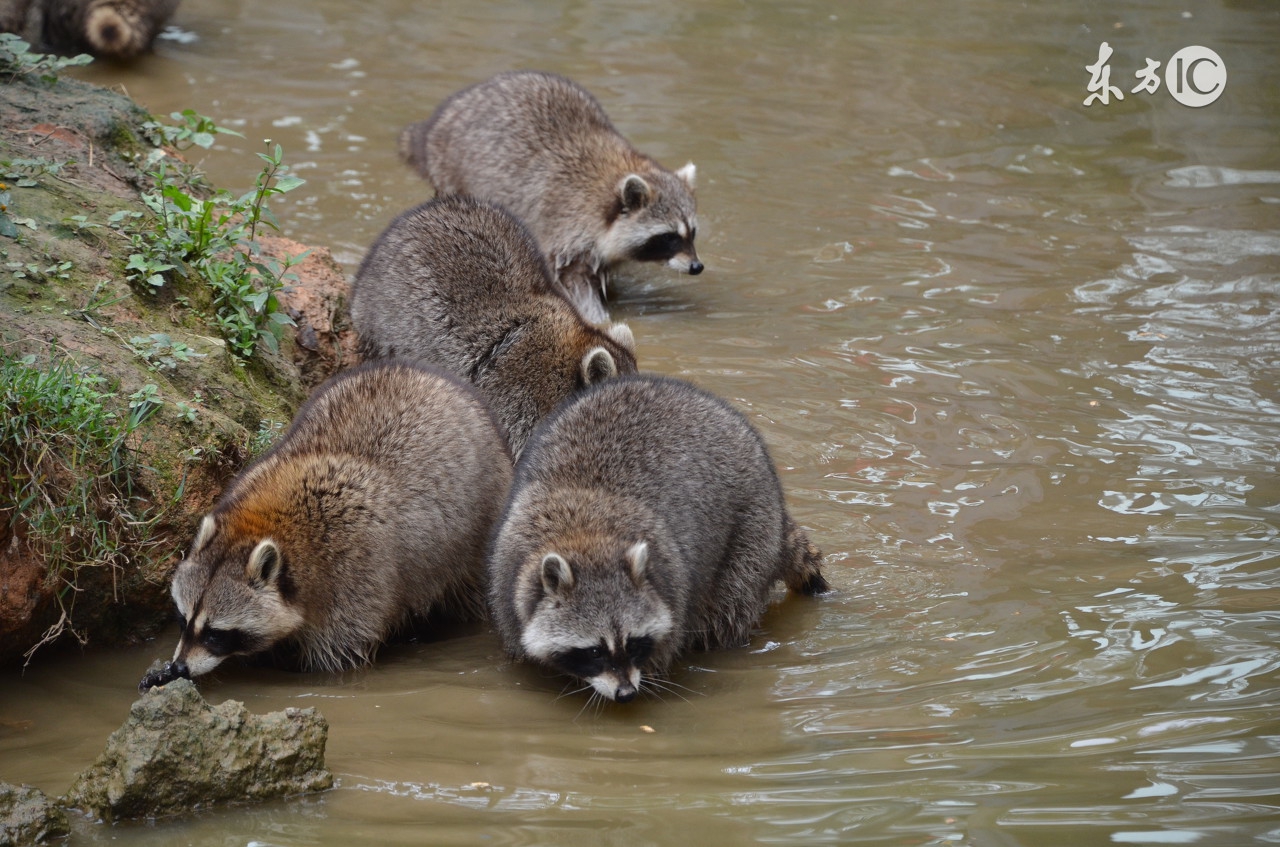 正确认识狂犬病知真相不恐慌,行家讲解狂犬病全过程
