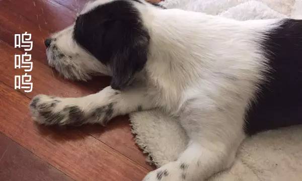 狗狗被蜂蛰了全身会肿吗,狗被蜜蜂蛰要去医院吗