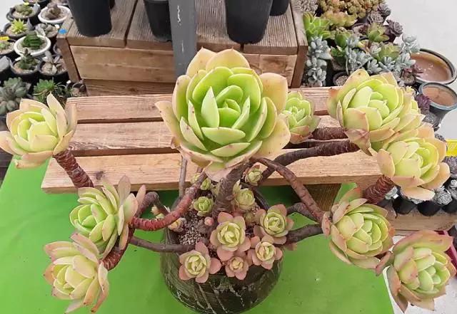 多肉老桩只剩下杆子了能养活吗,十年以上的多肉老桩有哪些