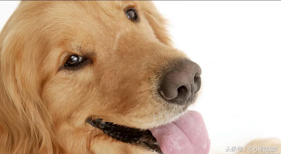 关于狗狗孕期的一些知识