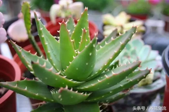 合适家里养的32种花绿植,净化空气绿植盆栽有哪些