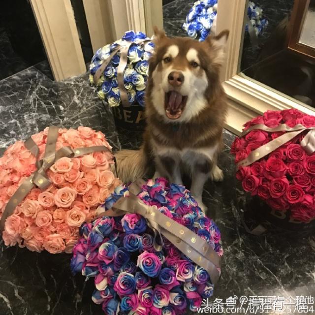 王思聪能够带狗上飞机吗 (王思聪飞机能够带狗吗)