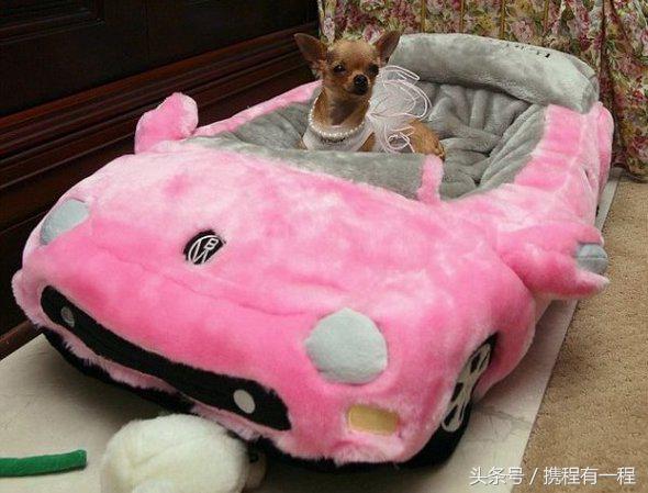 王思聪能够带狗上飞机吗 (王思聪飞机能够带狗吗)