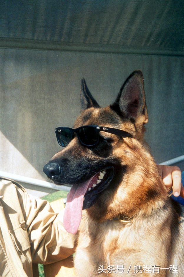 王思聪能够带狗上飞机吗 (王思聪飞机能够带狗吗)