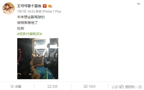 王思聪能够带狗上飞机吗 (王思聪飞机能够带狗吗)