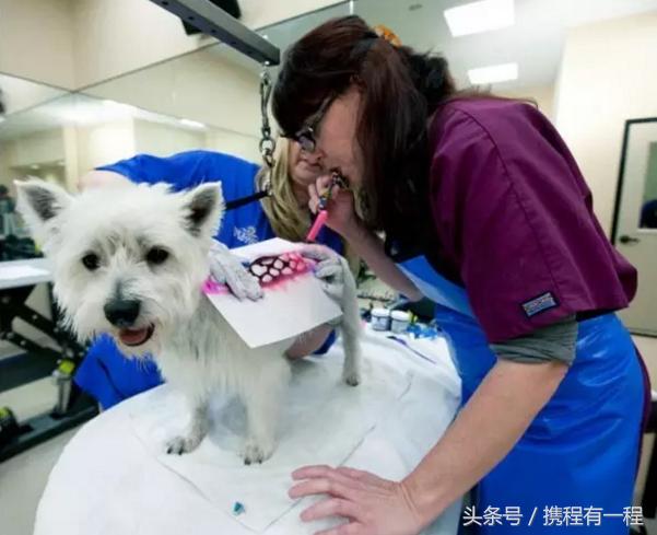 王思聪能够带狗上飞机吗 (王思聪飞机能够带狗吗)