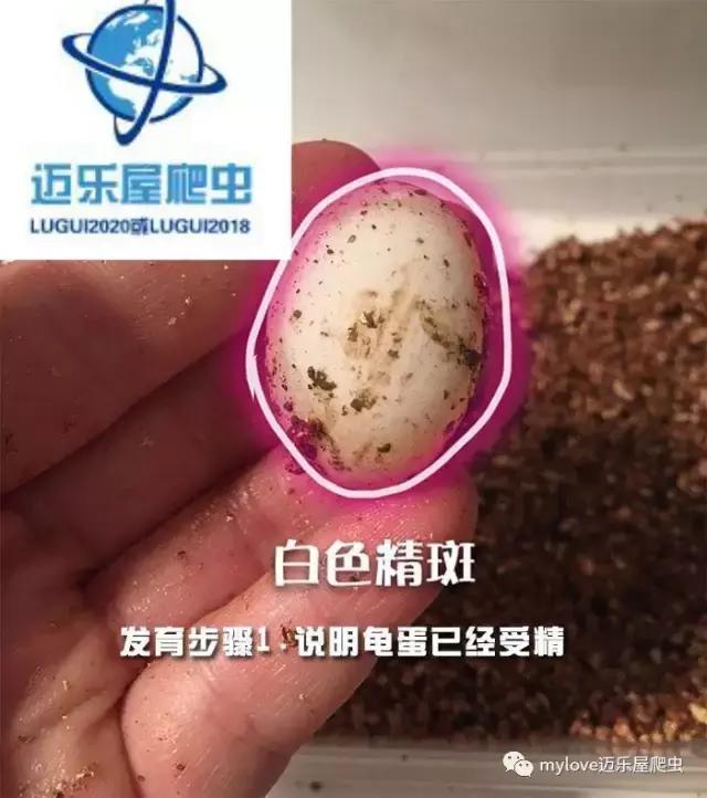 赫曼什么时候繁殖,赫曼繁殖方法